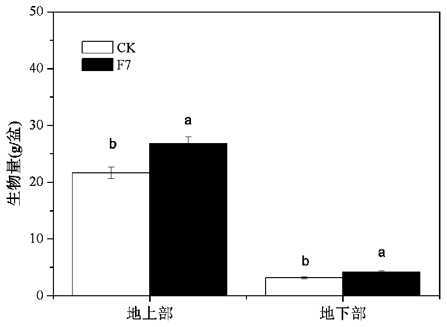 A method for joint restoration of heavy metal-contaminated soil by using Trichoderma viridans and Suaeda salsa