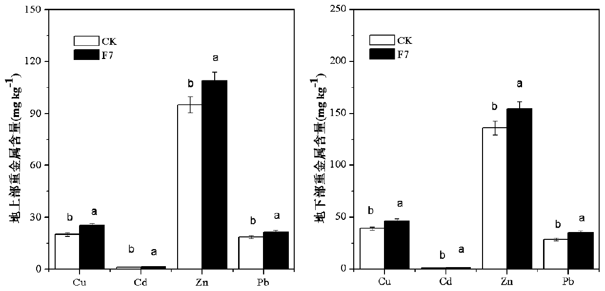 A method for joint restoration of heavy metal-contaminated soil by using Trichoderma viridans and Suaeda salsa