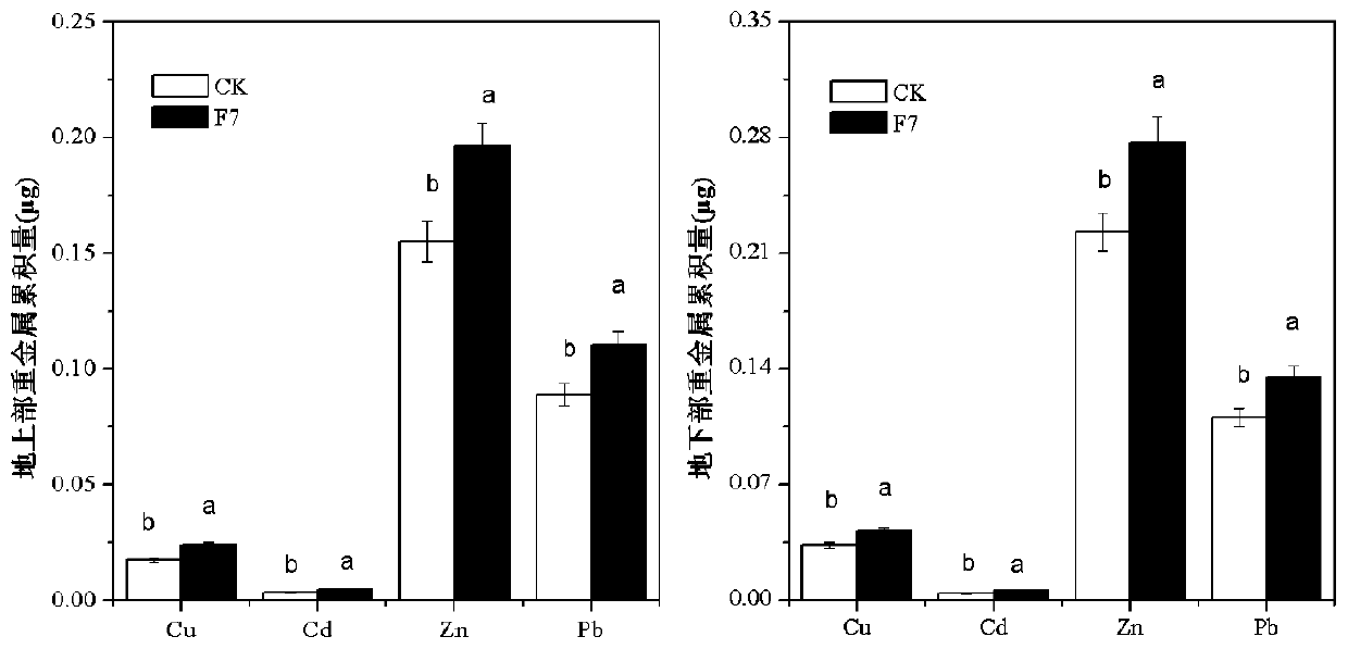 A method for joint restoration of heavy metal-contaminated soil by using Trichoderma viridans and Suaeda salsa