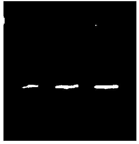 Primers used for detecting polymorphism of saccharum arundinaceum, and detection method and applications