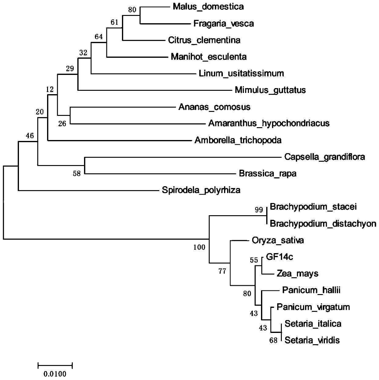 Sorghum 14-3-3 protein GF14c gene, recombined vector thereof and expression method of gene