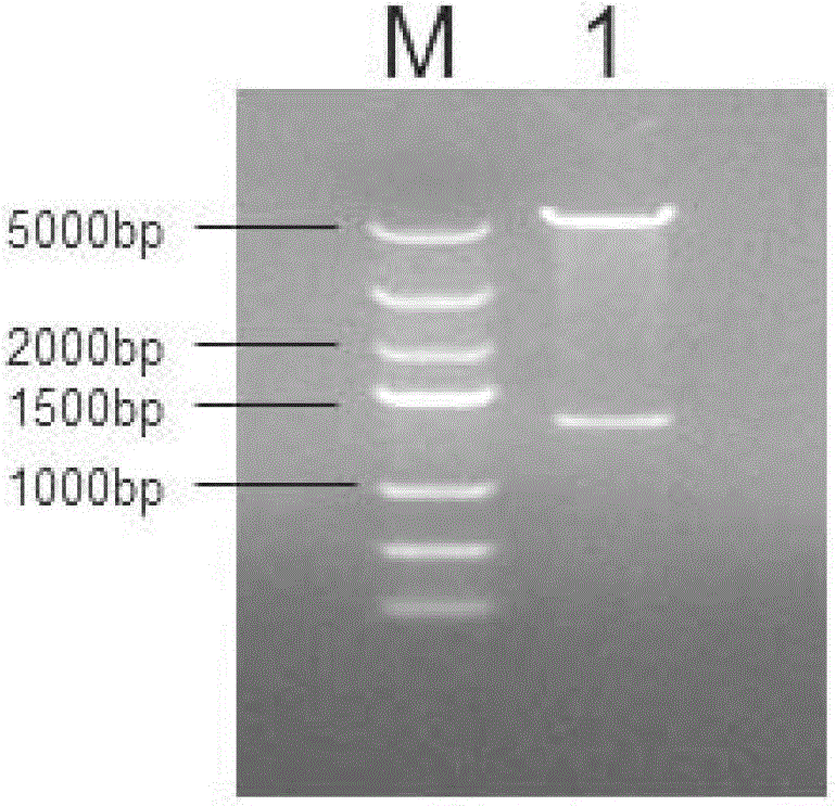 Schistosoma japonicum recombinant antigen, and preparation method and application thereof