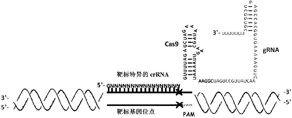 Human-STAT6-targerted CRISPR (clustered regularly interspaced short palindromic repeats)-Cas9 system and application thereof in treating allergic diseases