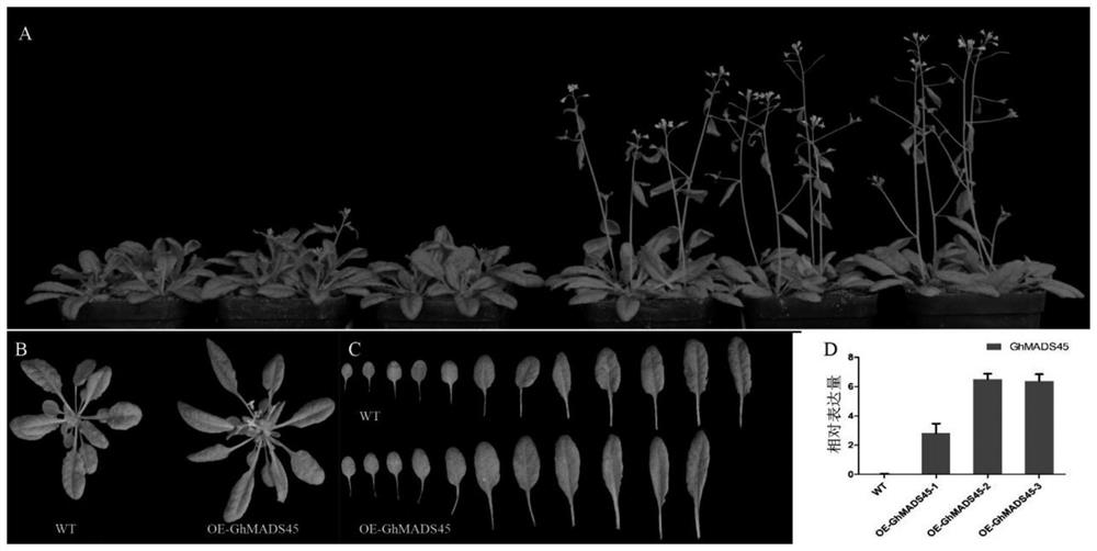 Application of Cotton ghmads45-d09 Gene in Promoting Plant Flowering