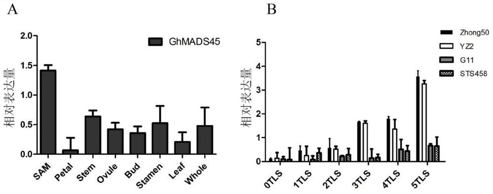 Application of Cotton ghmads45-d09 Gene in Promoting Plant Flowering