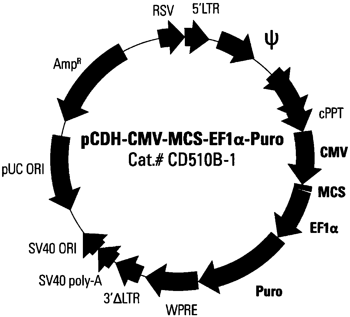 CAR (Chimeric Antigen Receptor) carrier for killing gastric cancer cells by combining MSLN (Mesothelin) single-chain antibody and CCL19 (C-C-Motif Ligand 19) as well as constructing method and application thereof