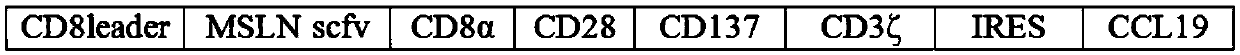 CAR (Chimeric Antigen Receptor) carrier for killing gastric cancer cells by combining MSLN (Mesothelin) single-chain antibody and CCL19 (C-C-Motif Ligand 19) as well as constructing method and application thereof