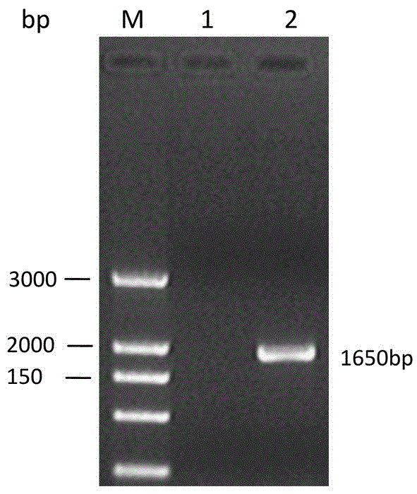 A kind of Glypican GPC3 protein fragment and its application and hybridoma cell line prepared