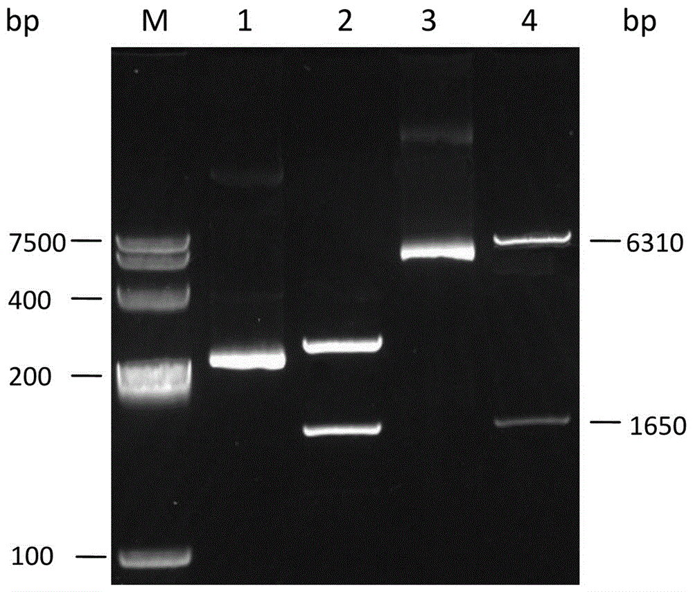 A kind of Glypican GPC3 protein fragment and its application and hybridoma cell line prepared