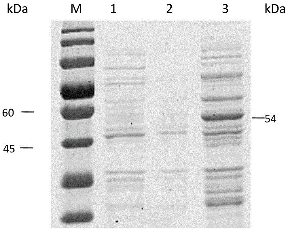 A kind of Glypican GPC3 protein fragment and its application and hybridoma cell line prepared