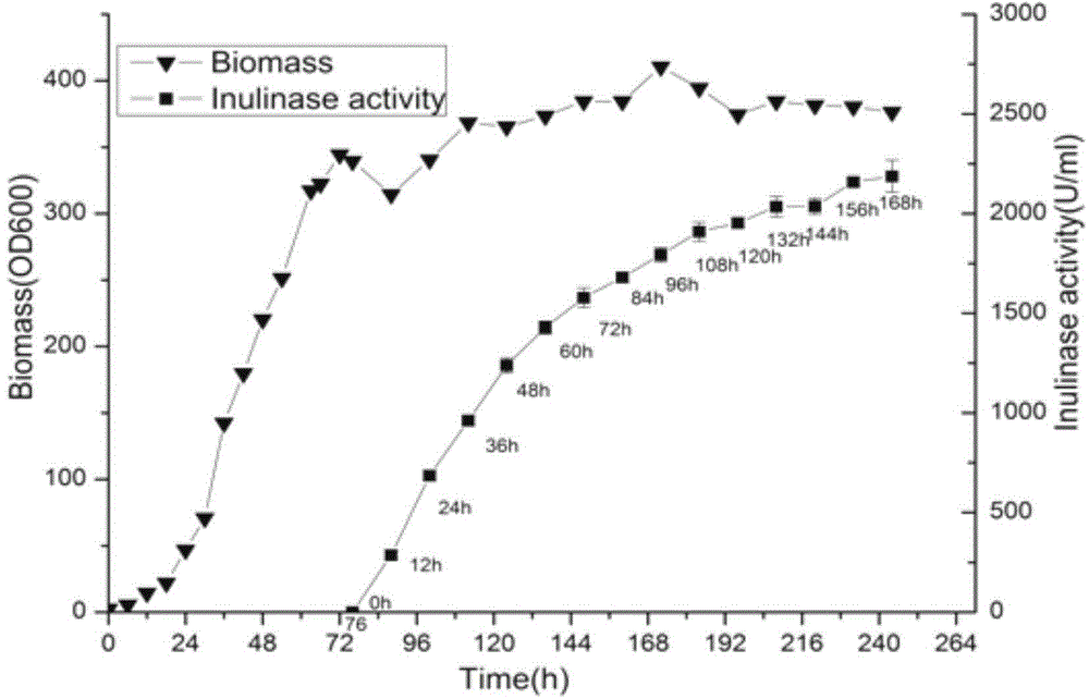 Recombinant pichia pastoris bacterial strain for co-expressing inulin excision enzyme and incision enzyme as well as construction method and application of bacterial strain