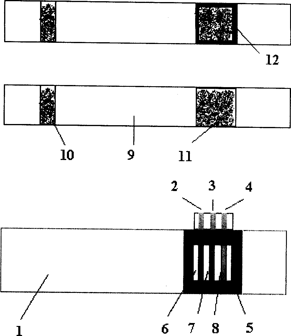 Paper strip for quantitative electrochemical biological test