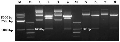 Staphylococcus aureus fusion protein and protein expression vector and purification method thereof