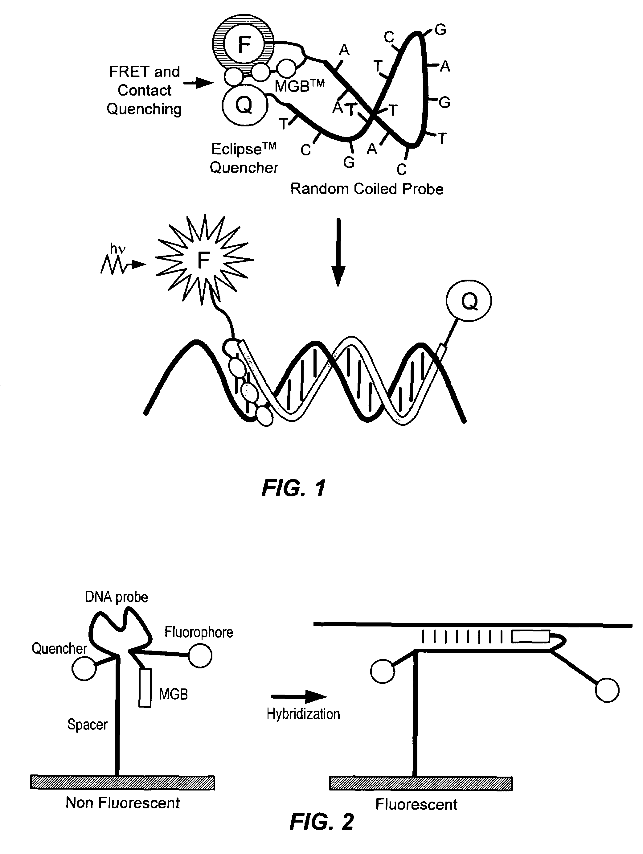 Fluorescent probes containing 5'-minor groove binder, fluorophore and quenching moieties and methods of use thereof