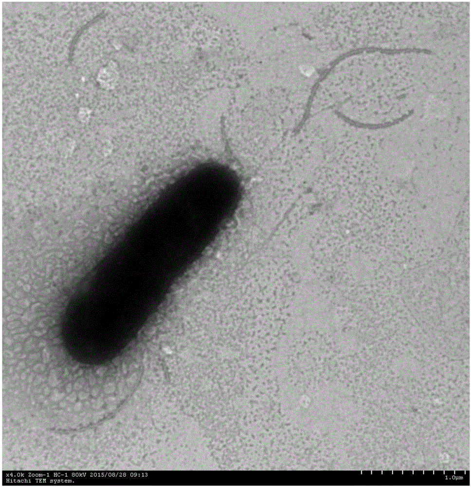 Keratinase generating pseudomonas aeruginosa and application thereof