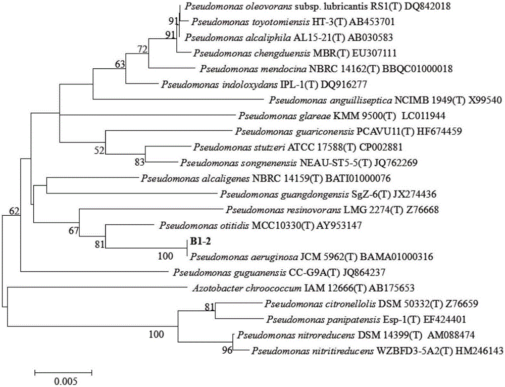 Keratinase generating pseudomonas aeruginosa and application thereof