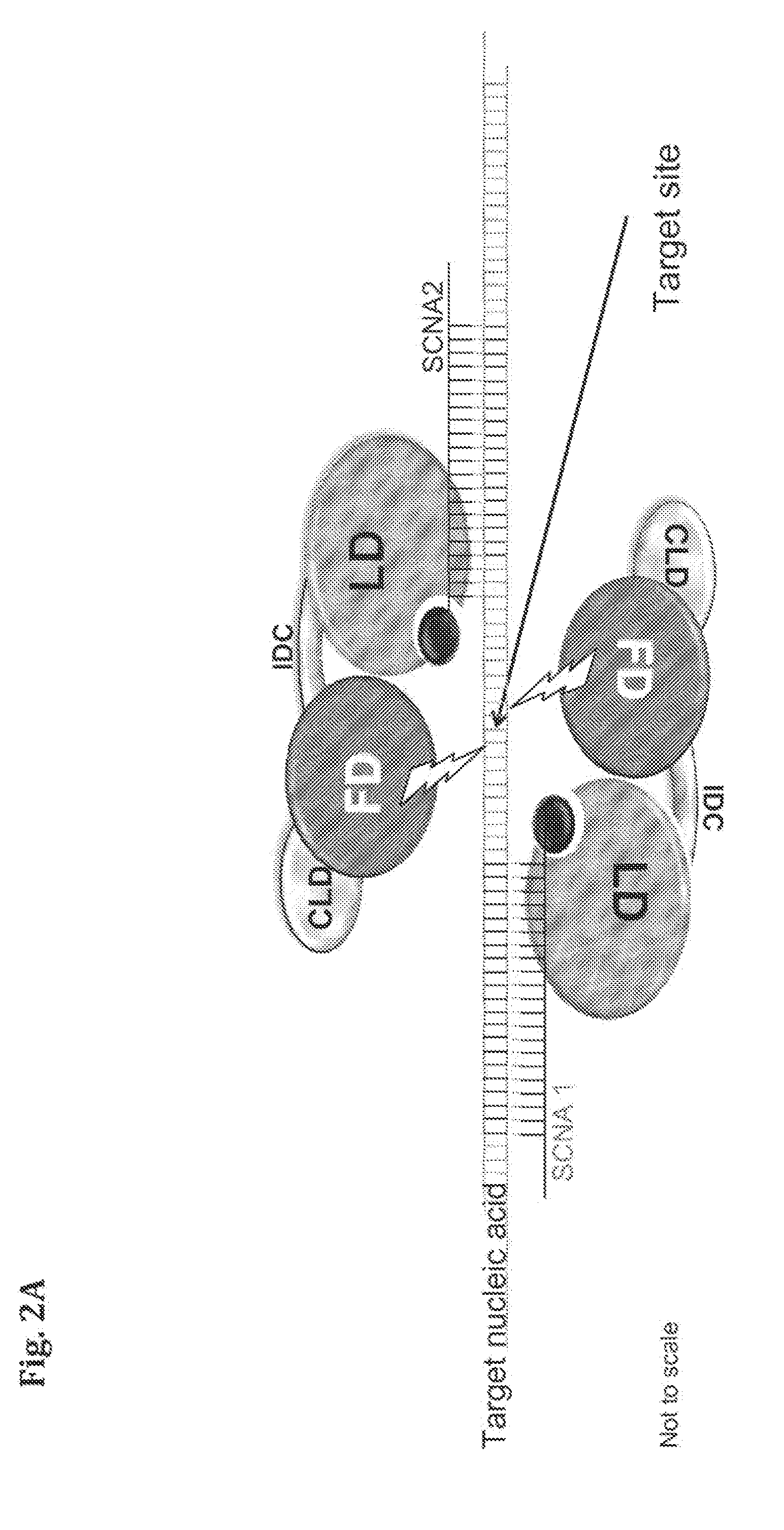 Compositions and Methods for Modifying a Predetermined Target Nucleic Acid Sequence