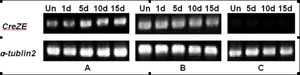 Nucleotide sequence of gene for resistance to Cereal cyst nematode, Heterodera avenae and application thereof