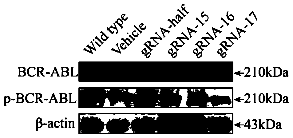 gRNA sequence of targeted editing bcr-abl fusion gene and application thereof