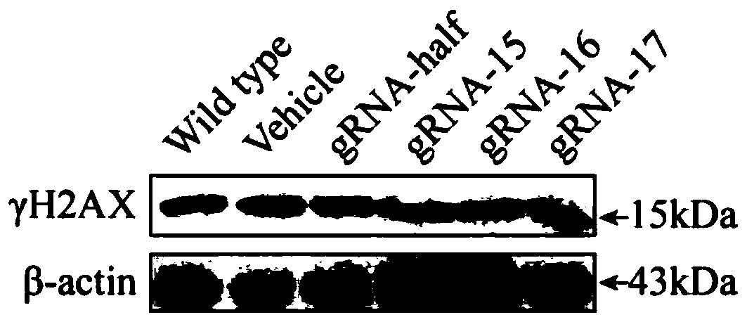 gRNA sequence of targeted editing bcr-abl fusion gene and application thereof