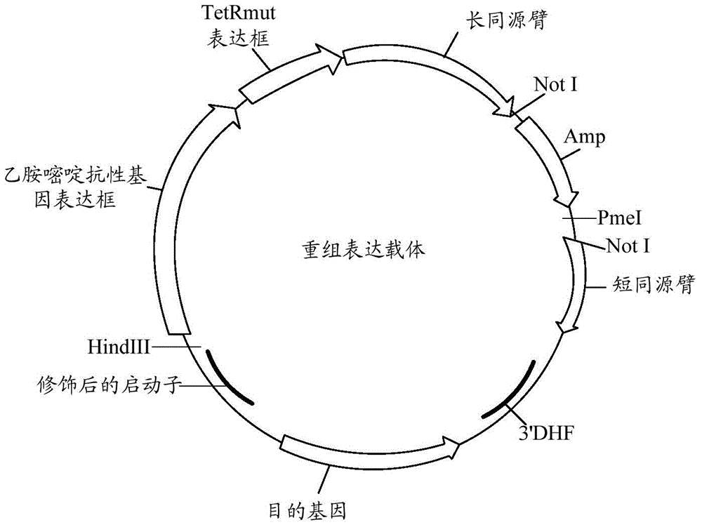 Controllable genome-modified plasmodium, recombinant expression vector and construction method and application of controllable genome-modified plasmodium and recombinant expression vector