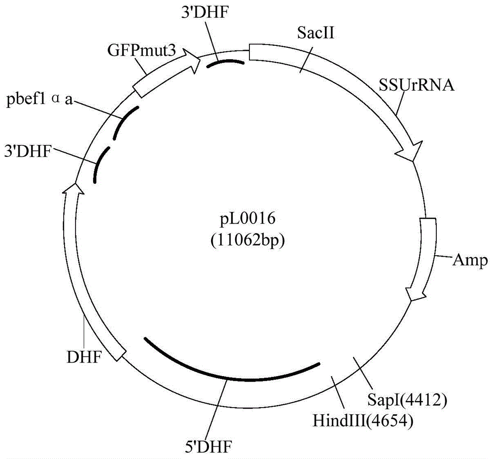 Controllable genome-modified plasmodium, recombinant expression vector and construction method and application of controllable genome-modified plasmodium and recombinant expression vector