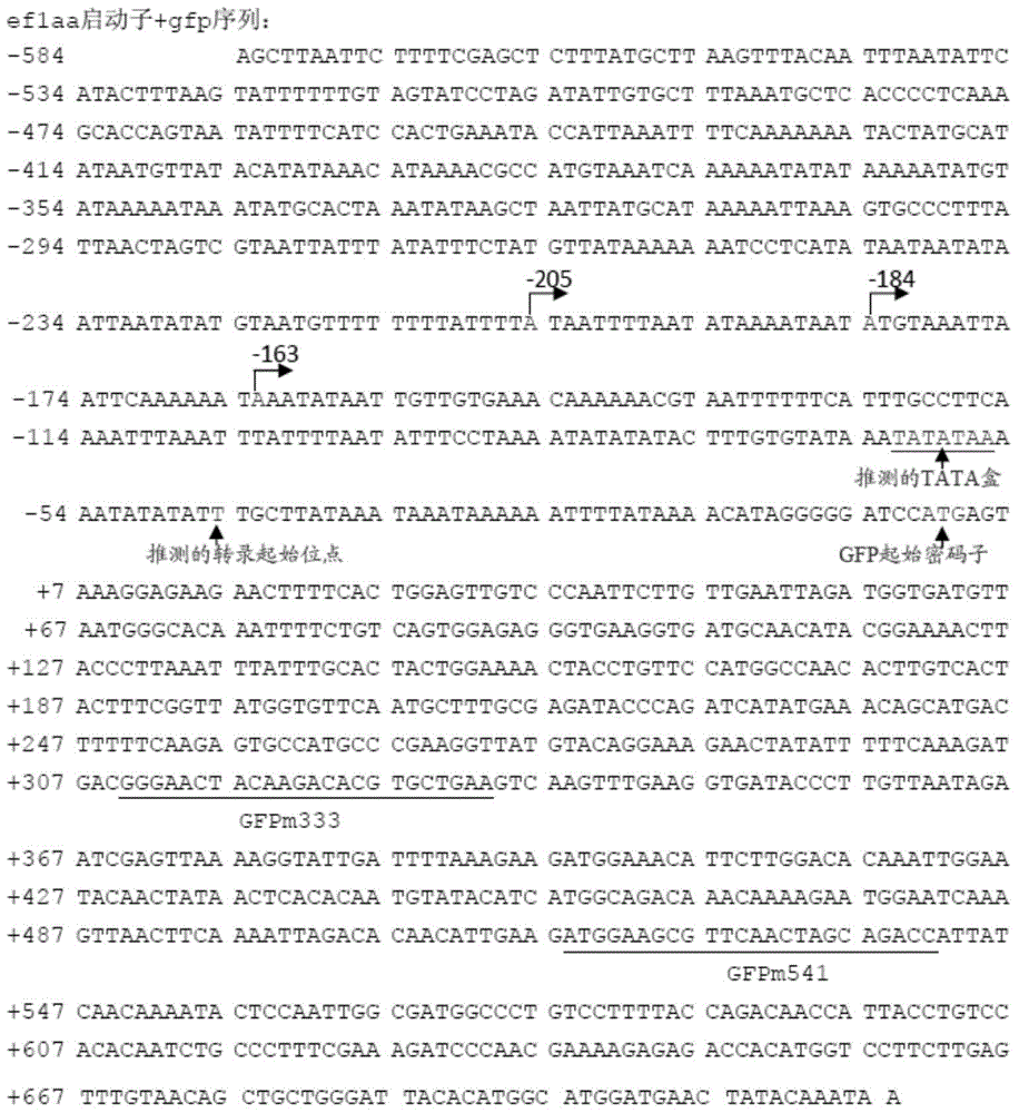 Controllable genome-modified plasmodium, recombinant expression vector and construction method and application of controllable genome-modified plasmodium and recombinant expression vector