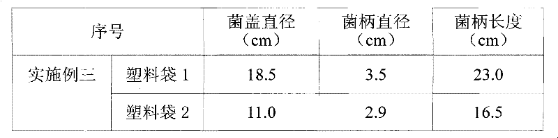 Indoor soilless cultivation method for Tricholoma lobayense Heim