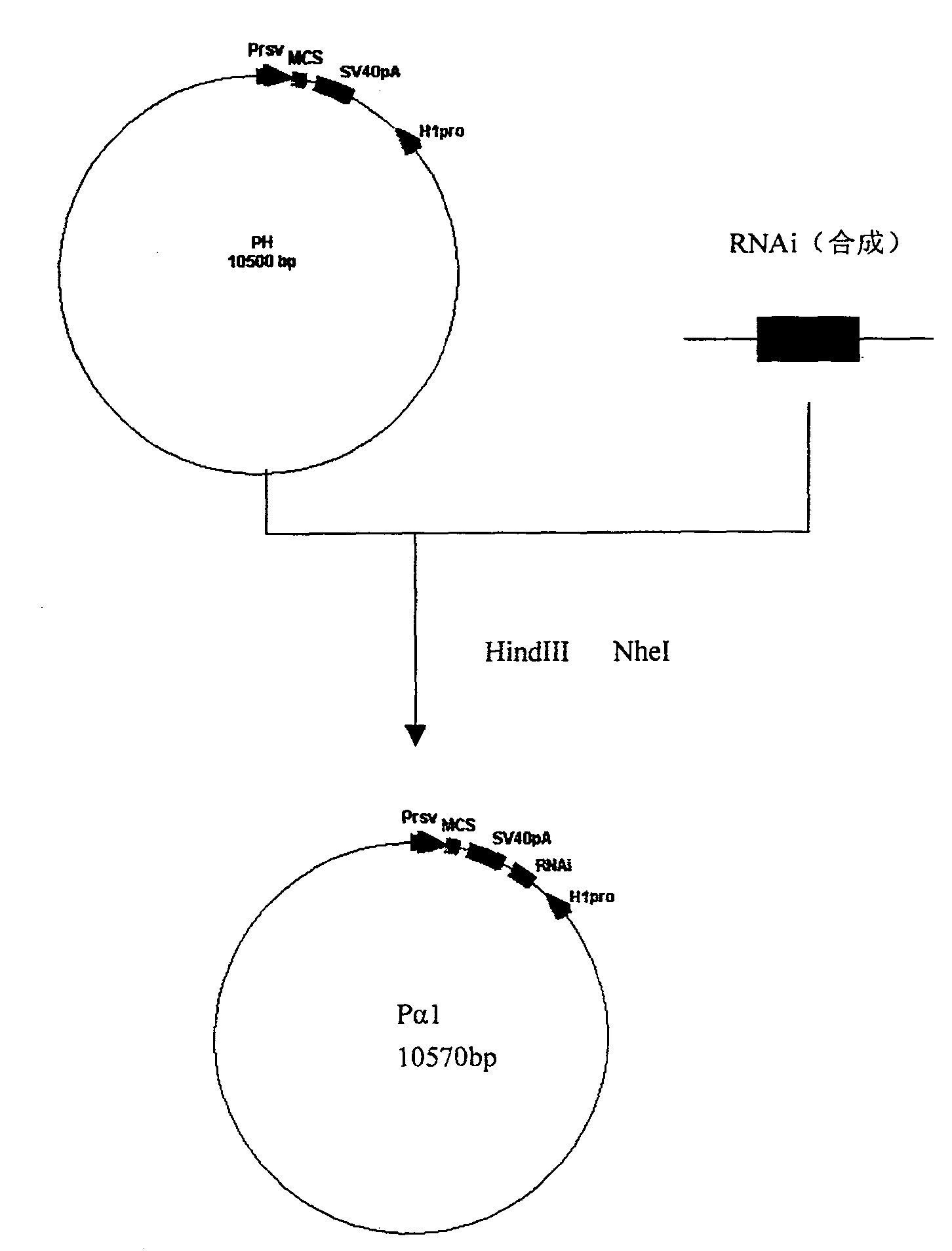 RNA interference fragment and its use