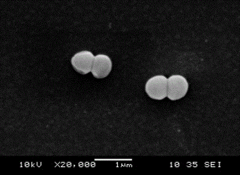 Pediococcus pentosaceus G11 strain as well as screening and applications thereof