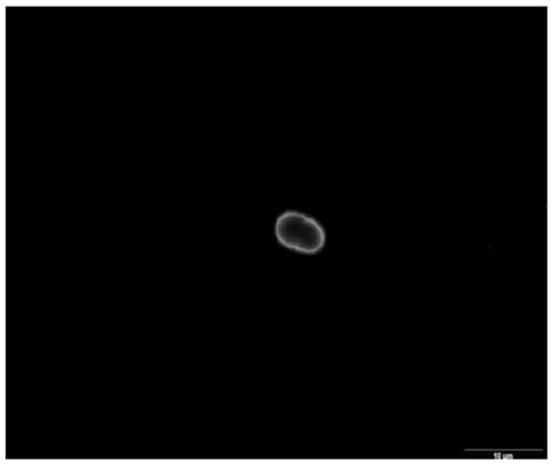 Alliin antibody prepared by immunization of guinea pigs