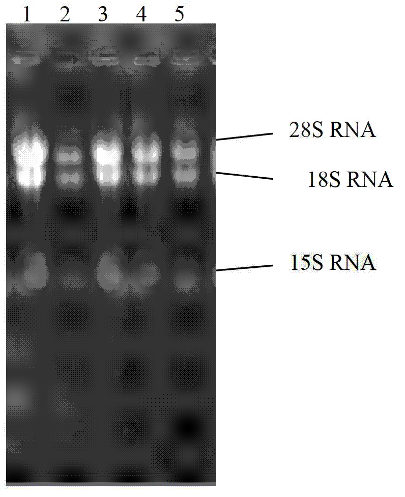 Cordyceps cytidine deaminase, coding gene and application thereof