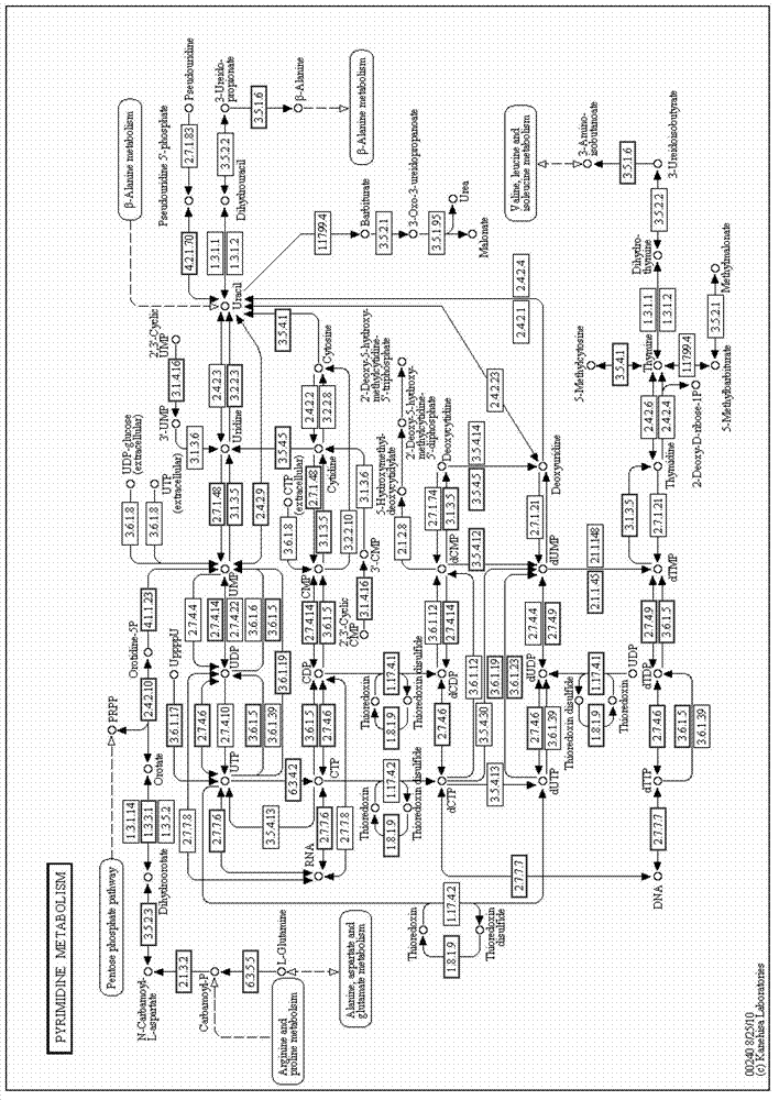 Cordyceps cytidine deaminase, coding gene and application thereof