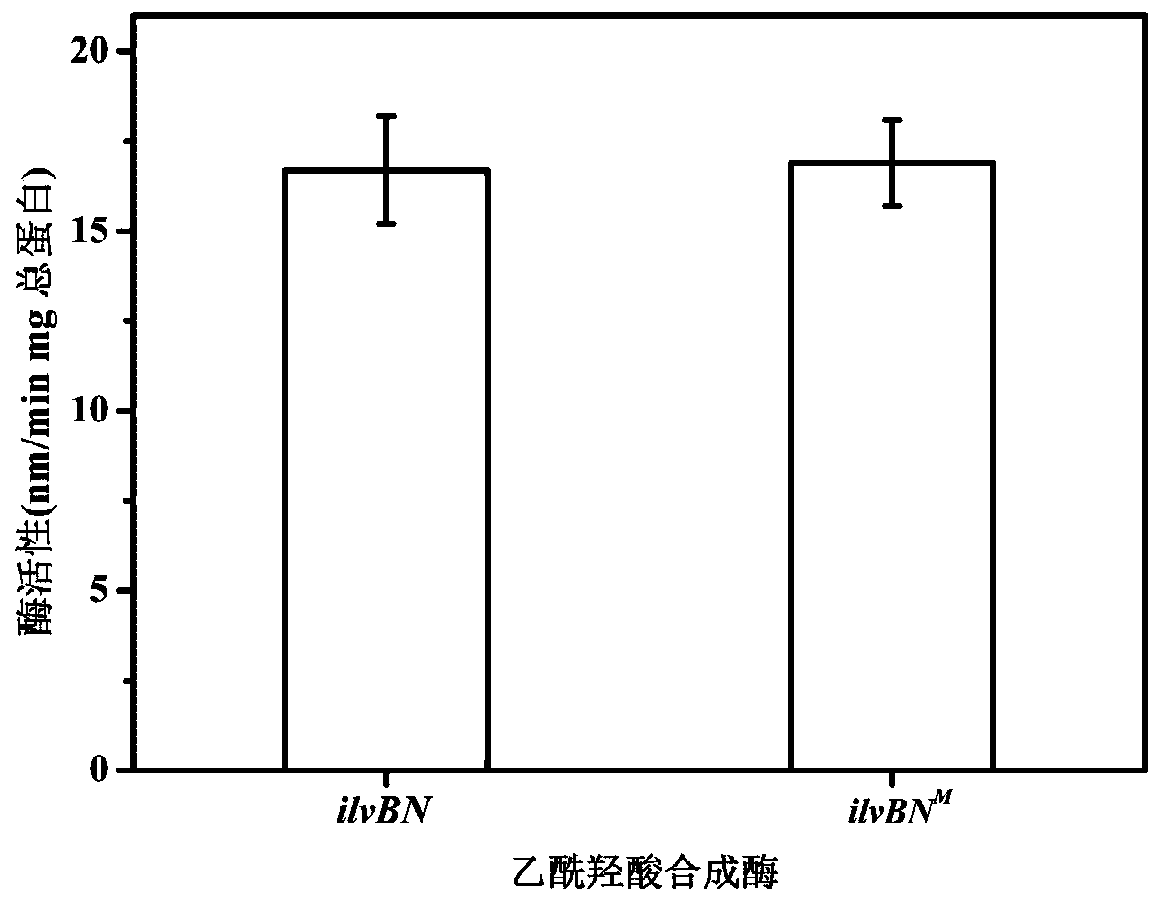 Genetic engineering bacterium for producing L-isoleucine and application thereof