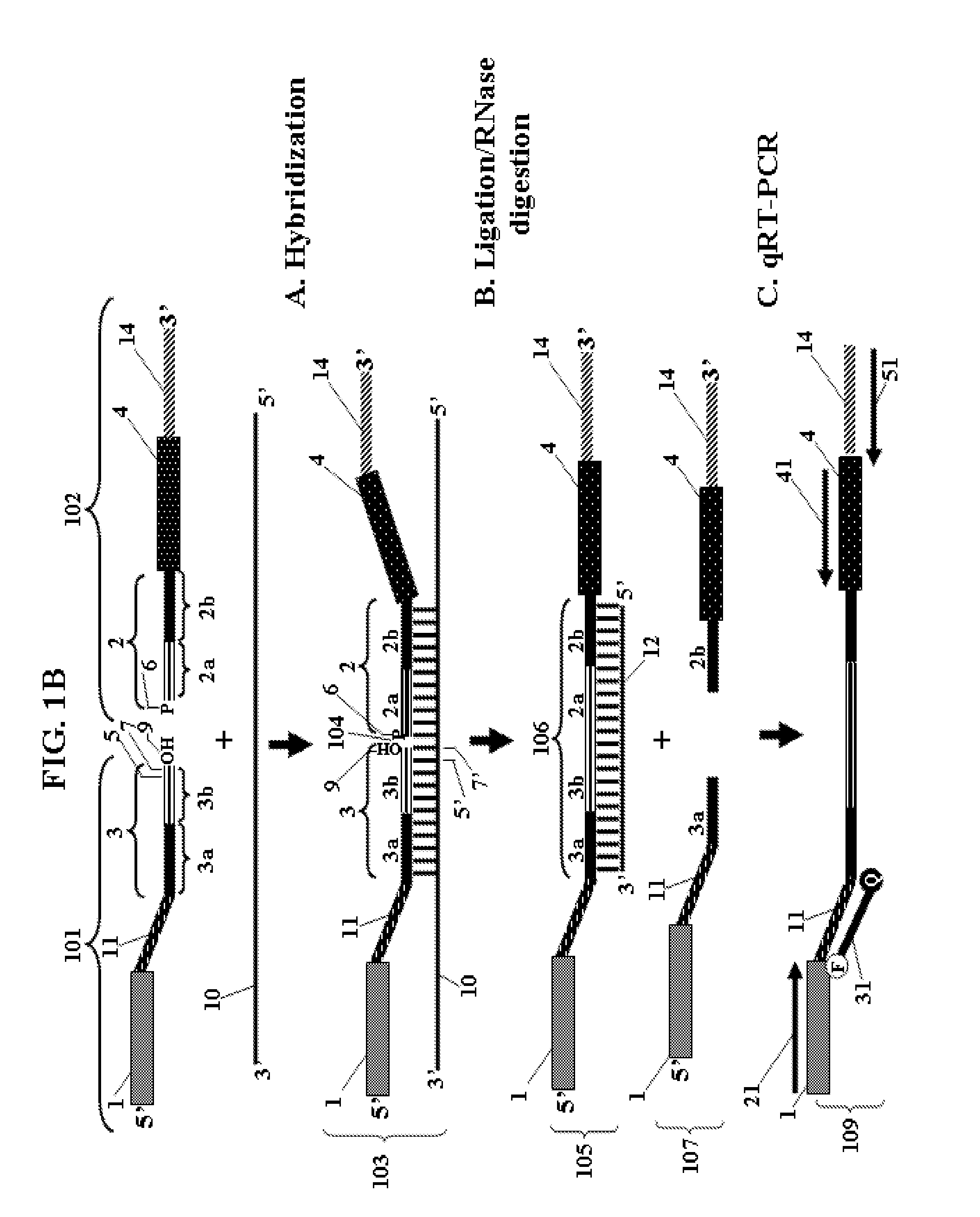 Chimeric Oligonucleotides for Ligation-Enhanced Nucleic Acid Detection, Methods and Compositions Therefor