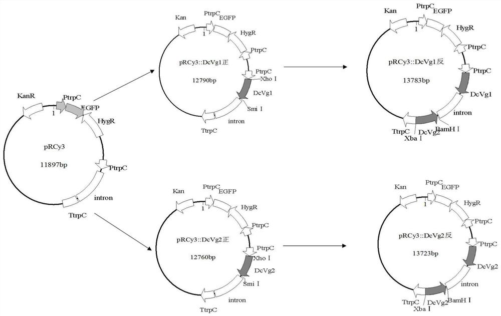 Transgenic biocontrol fungus for interfering expression of diaphorina citri kuwayama vitellogenin gene as well as preparation method and application of transgenic biocontrol fungus