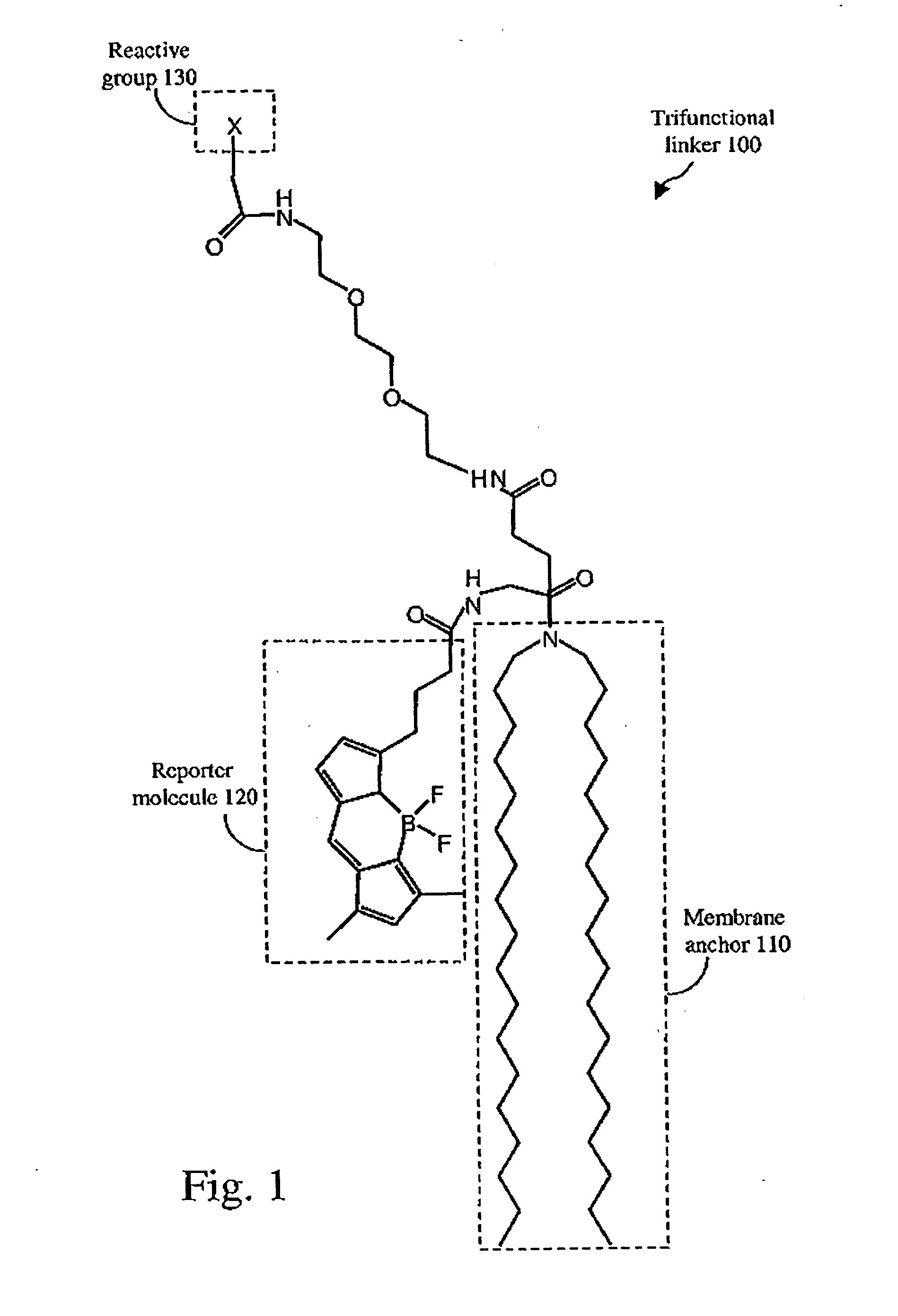 High throughput screening using fluorophore labeled lipid membranes and fluorescence correlation spectroscopy