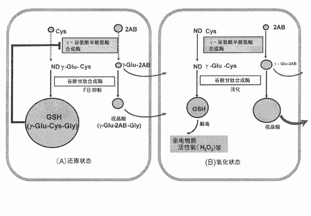 Liver disease marker, method and apparatus for measuring same, and test method for pharmaceutical preparation