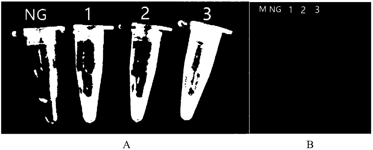 PSR (Polymerase Spiral Reaction) detection primer for escherichia coli O157:H7, kit and detection method thereof