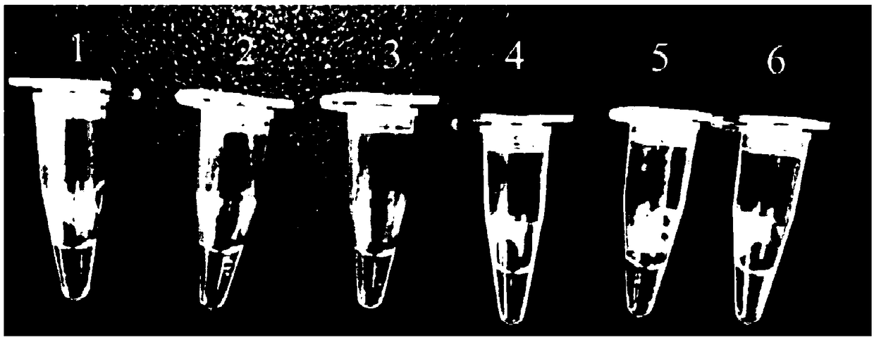 PSR (Polymerase Spiral Reaction) detection primer for escherichia coli O157:H7, kit and detection method thereof