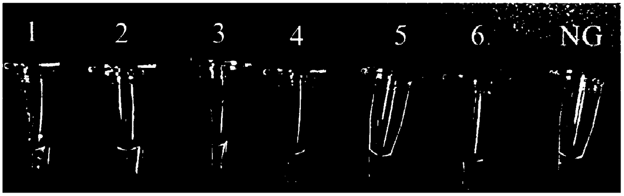 PSR (Polymerase Spiral Reaction) detection primer for escherichia coli O157:H7, kit and detection method thereof