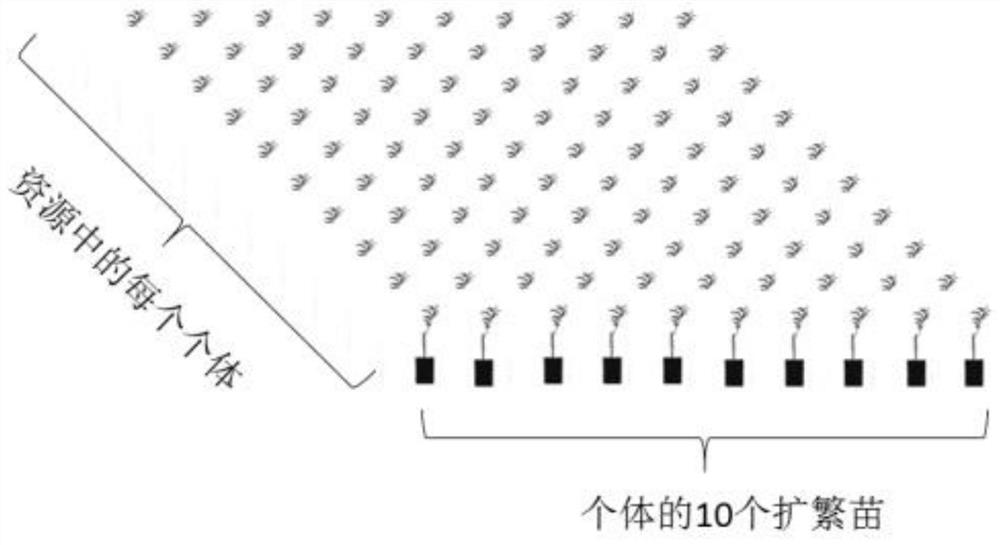 Method for identifying apple fire blight resistance by using field plots