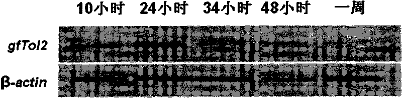 Goldfish autonomous transposon gene gfTol2, transposase coded by gene, and use of gene