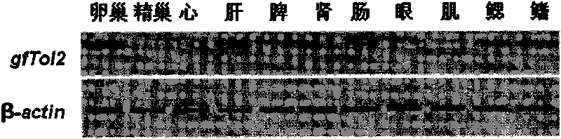 Goldfish autonomous transposon gene gfTol2, transposase coded by gene, and use of gene