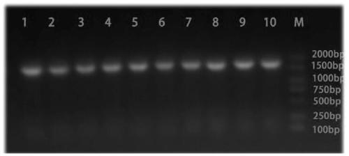 Preparation method and application method of chlamydia pneumoniae recombinant antigen