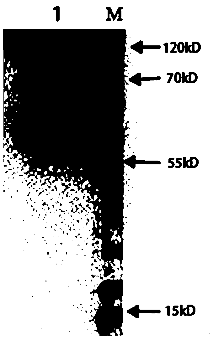 Preparation method and application method of chlamydia pneumoniae recombinant antigen