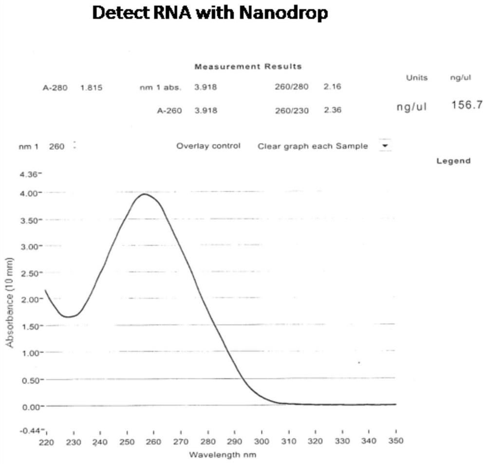 her2 gene fluorescence in situ hybridization probe and its preparation method and application