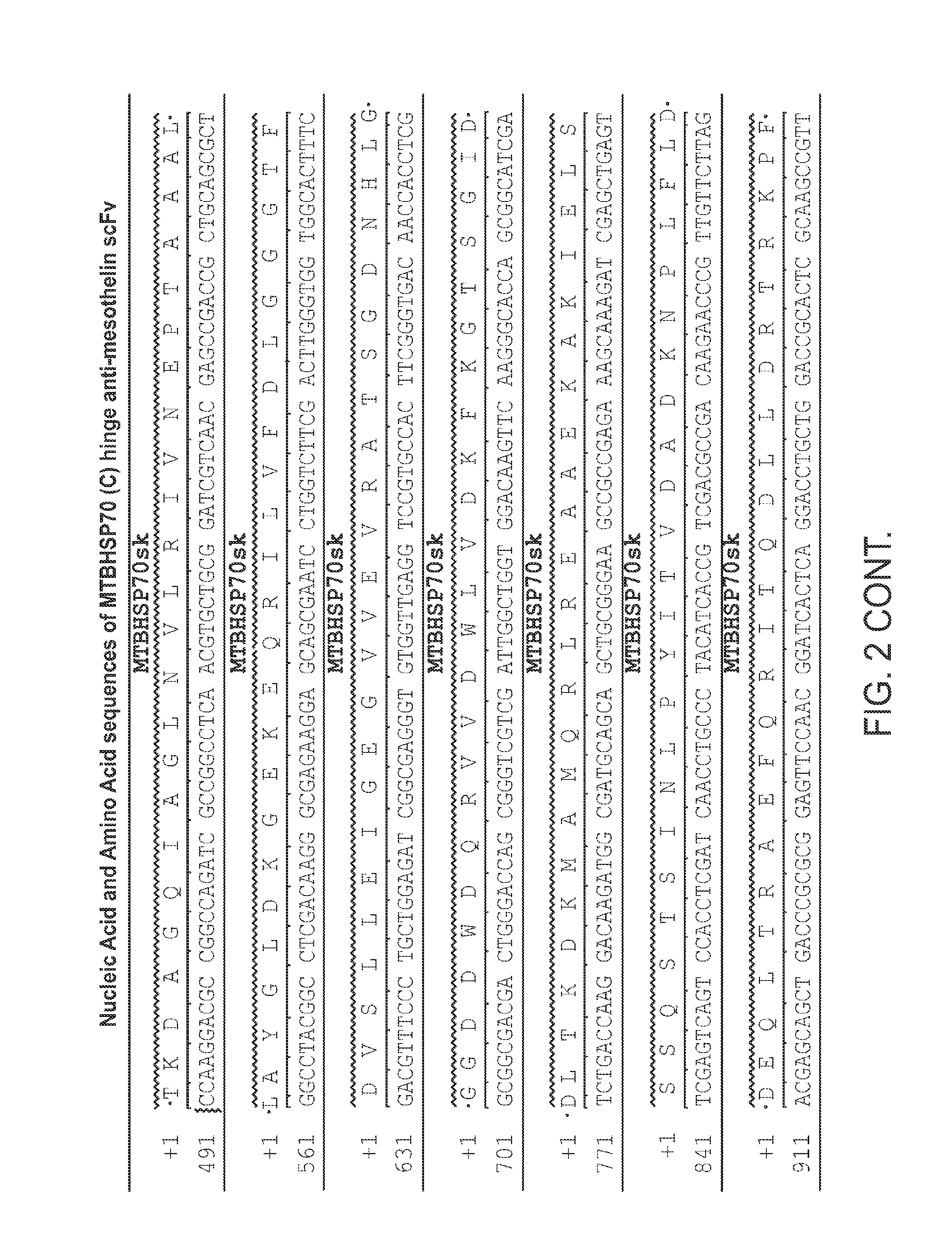 Mesothelin antibody protein fusions and methods of use