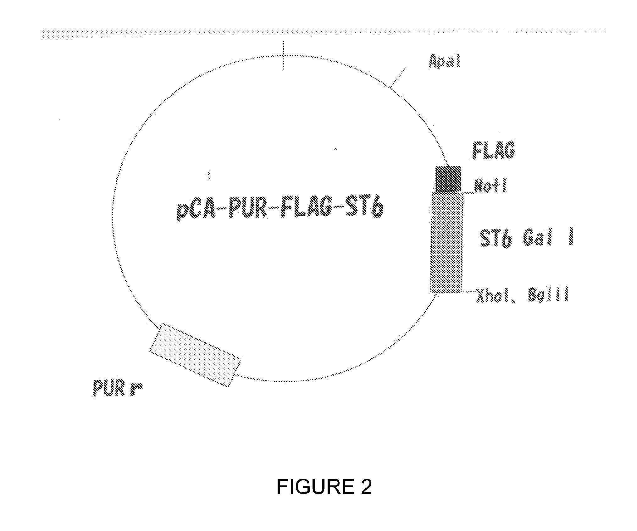 Cell-based systems for producing influenza vaccines