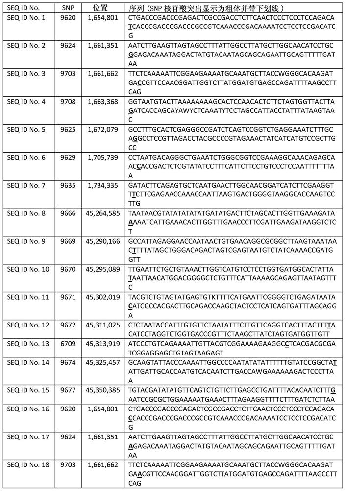 Powdery mildew resistance gene in carrot